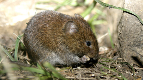 Bank Vole The Wildlife Trusts Bank Vole The Wildlife Trusts